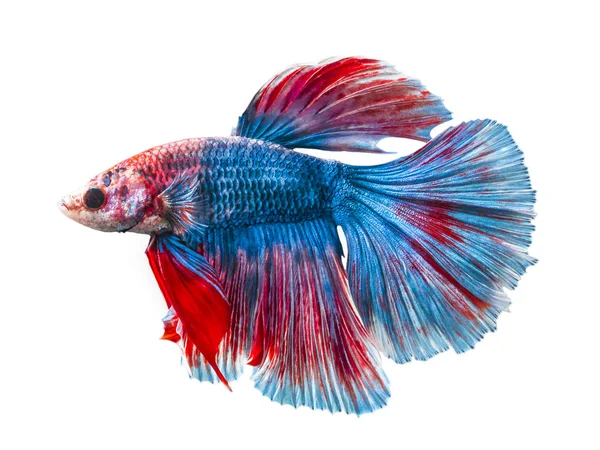 Rosso blu bianco haft luna coda Betta — Foto Stock