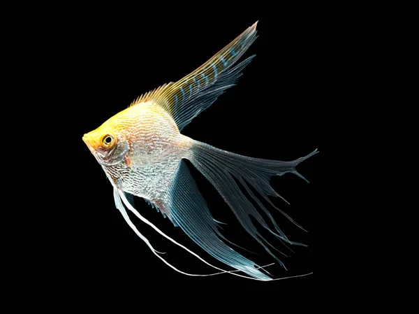Ouro Diamante de água doce Angelfish Sul-americano Cichlid in moti — Fotografia de Stock