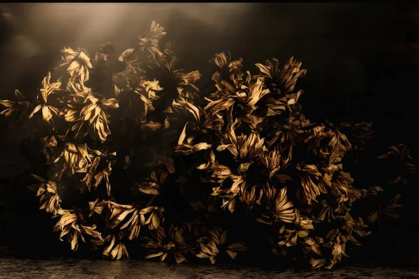 Bouquet de fleurs de chrysanthème séchées avec éruption solaire supérieure i — Photo