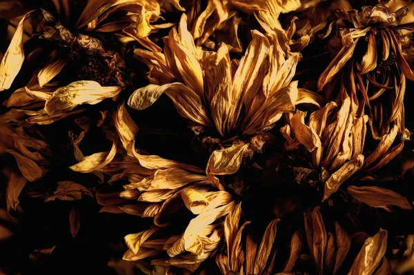 Fleur de chrysanthème flétrie dans un ton vintage — Photo