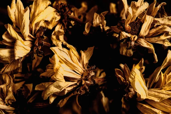Flor de crisântemo murcha em tom vintage — Fotografia de Stock