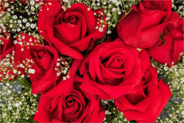 Pozadí uspořádání červených růží — Stock fotografie