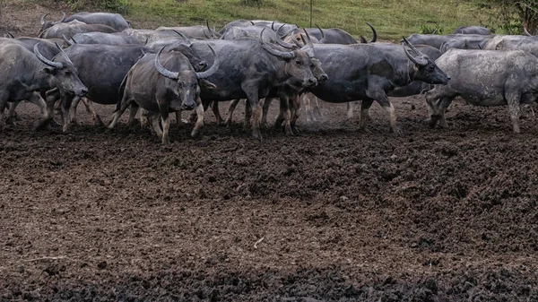 Стадо буйволов в грязи — стоковое фото