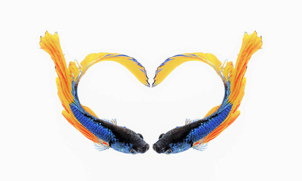 Желтый голубой хвост Бетта
