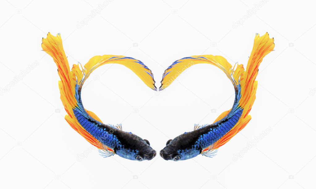 Heart shape yellow blue double tail Betta