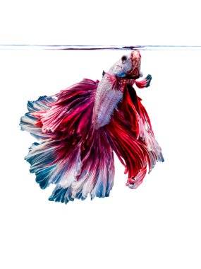 Betta Siyam mücadele balık, Betta splendens Pla-kad ( bitin