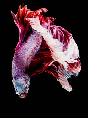 Betta Siyam mücadele balık, Betta splendens Pla-kad ( bitin