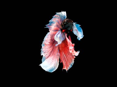 Betta Siyam mücadele balık, Betta splendens Pla-kad ( bitin