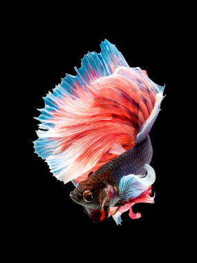 Betta Siyam mücadele balık, Betta splendens Pla-kad ( bitin