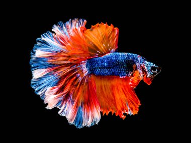 Betta Siyam mücadele balık, Betta splendens Pla-kad ( bitin