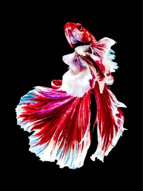 Betta Siyam mücadele balık, Betta splendens Pla-kad ( bitin