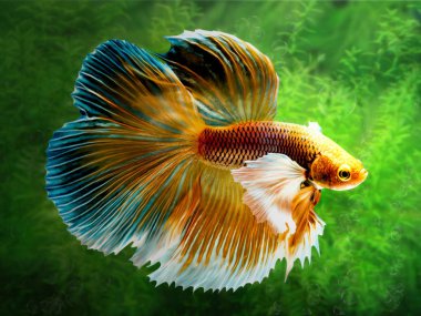 Betta Siyam mücadele balık, Betta splendens Pla-kad ( bitin