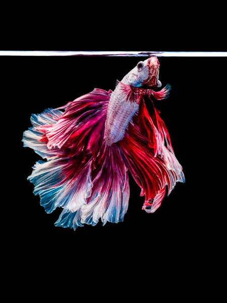 Бетта Сиамская боевая рыба, Бетта великолепен Пла-Кад (Битин — стоковое фото