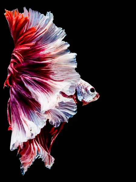 La Betta Siamese che combatte il pesce, Betta splendens Pla-kad (bitin — Foto Stock