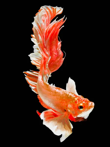 O peixe de combate Betta Siamese, Betta splendens Pla-kad (bitin — Fotografia de Stock