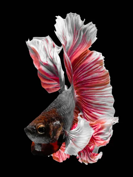O peixe de combate Betta Siamese, Betta splendens Pla-kad (bitin — Fotografia de Stock