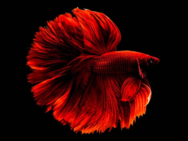 Den Betta Siamese Fighting Fish, Betta splendens PLA-kad (bitin — Stockfoto