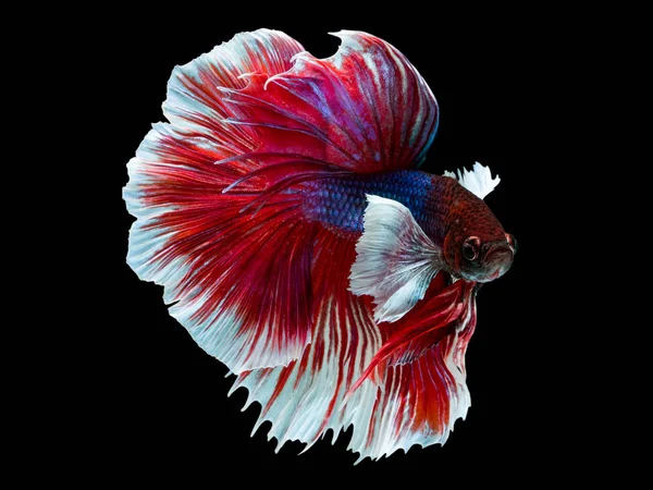 The Betta Siamese fighting fish, Betta splendens Pla-kad ( bitin — Stock Photo, Image