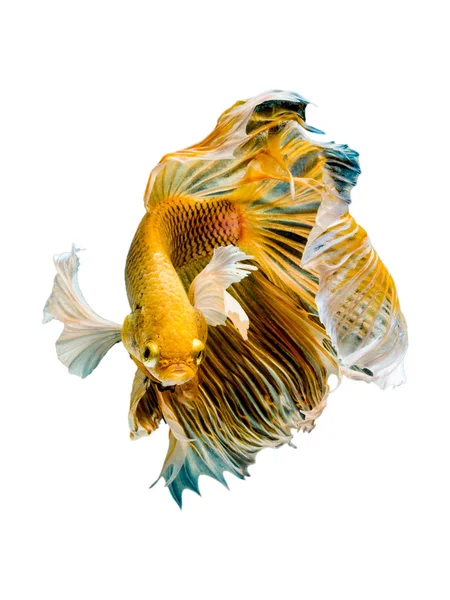 La Betta Siamese che combatte il pesce, Betta splendens Pla-kad (bitin — Foto Stock