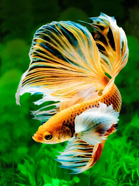 La Betta Siamese che combatte il pesce, Betta splendens Pla-kad (bitin — Foto Stock