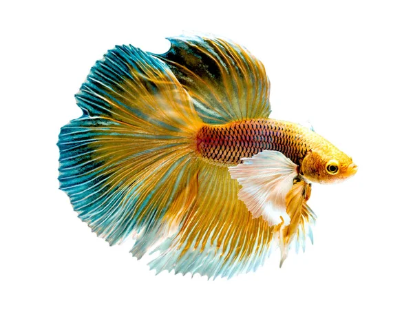 La Betta Siamese che combatte il pesce, Betta splendens Pla-kad (bitin — Foto Stock