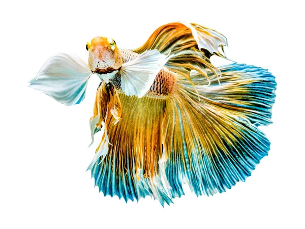 O peixe de combate Betta Siamese, Betta splendens Pla-kad (bitin — Fotografia de Stock