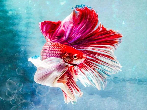 La Betta Siamese che combatte il pesce, Betta splendens Pla-kad (bitin — Foto Stock