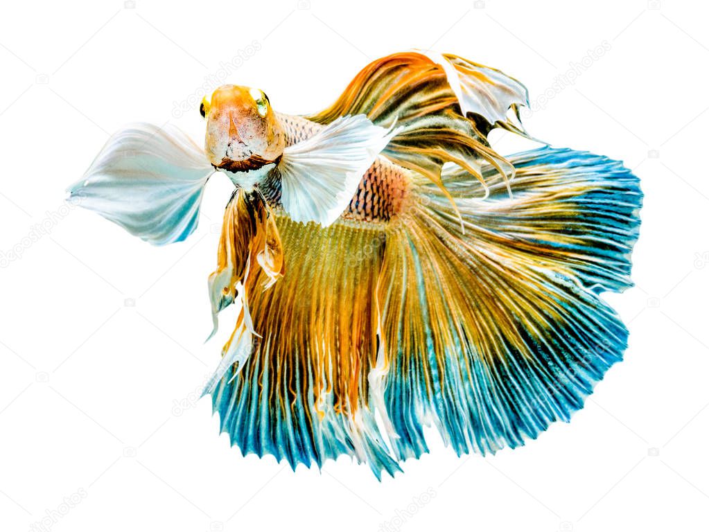 The Betta Siamese fighting fish, Betta splendens Pla-kad ( bitin