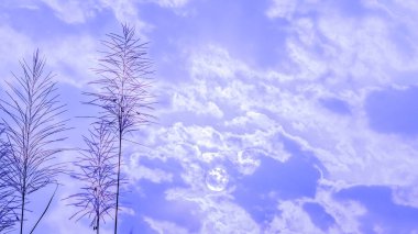 Arka plan ile sabah çim çiçekleri yumuşak odaklı