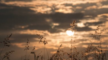gitmek arka plan ile sabah çim çiçekleri silhuaette