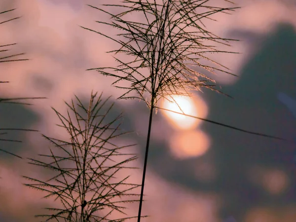 Den mjuka fokuserade av gräs blommor på morgonen med bakgrund — Stockfoto