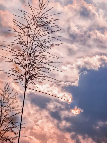 The soft focused of grass flowers in the morning with background — Stock Photo, Image