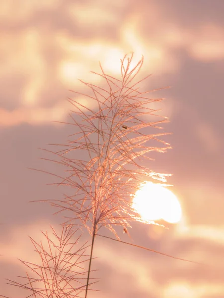 La morbida messa a fuoco di fiori d'erba al mattino con sfondo — Foto Stock