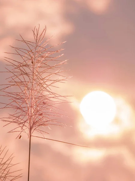 The soft focused of grass flowers in the morning with background — Stock Photo, Image