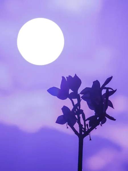 La silhouette de Plumeria fleurit avec le ciel doré et le soleil — Photo