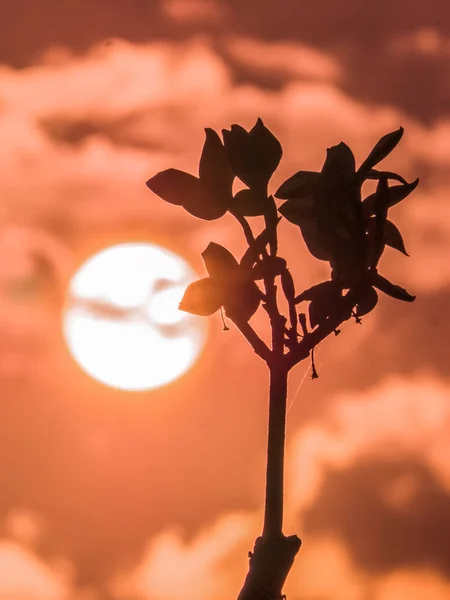 La silhouette de Plumeria fleurit avec le ciel doré et le soleil — Photo