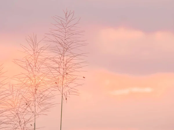 Le doux concentré de fleurs d'herbe le matin avec fond — Photo