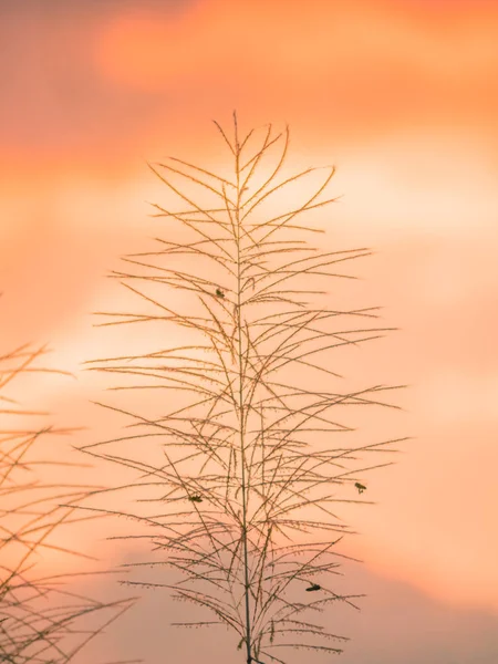 The soft focused of grass flowers in the morning with background — Stock Photo, Image