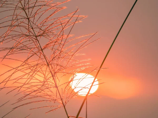 The soft focused of grass flowers in the morning with background — Stock Photo, Image