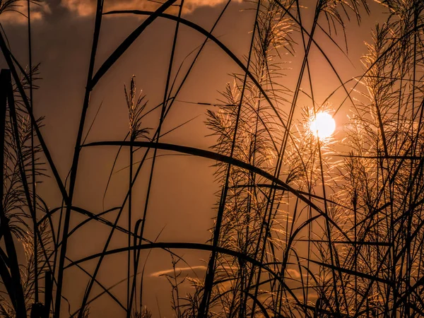 Silhouette landscape of sunset sunrise with foreground of soft f — Stock Photo, Image