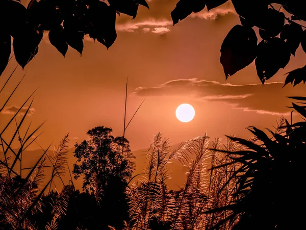 Silueta paisaje de la salida del sol puesta del sol con primer plano de f suave —  Fotos de Stock