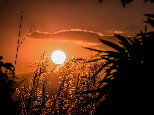 Silhouette landskap solnedgång soluppgång med förgrunden av mjuk f — Stockfoto