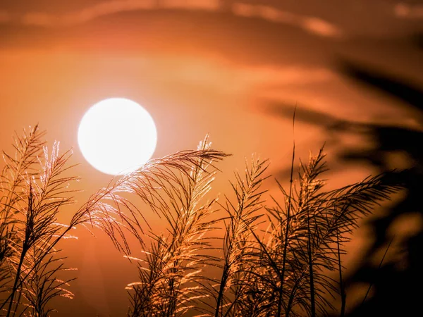 Silhouette landscape of sunset sunrise with foreground of soft f — Stock Photo, Image