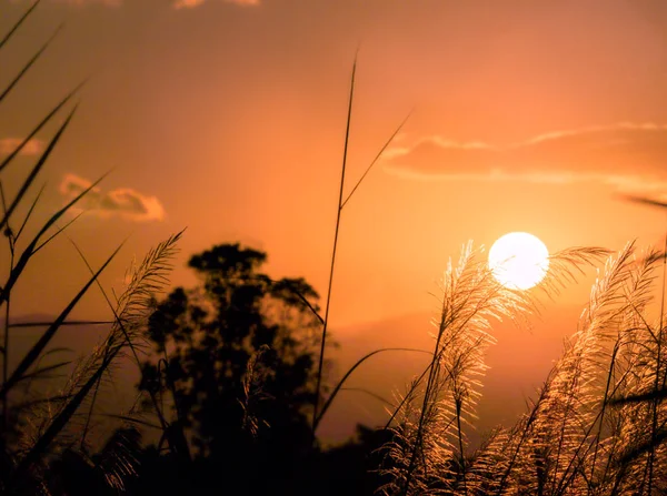 Silueta paisaje de la salida del sol puesta del sol con primer plano de f suave —  Fotos de Stock