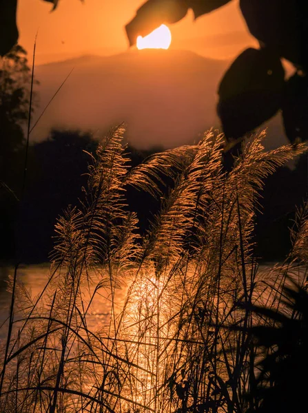 Silueta paisaje de puesta de sol amanecer por río con primer plano —  Fotos de Stock