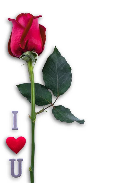 Red rose with wording I love you for Valentines day isolated on — Stock Photo, Image