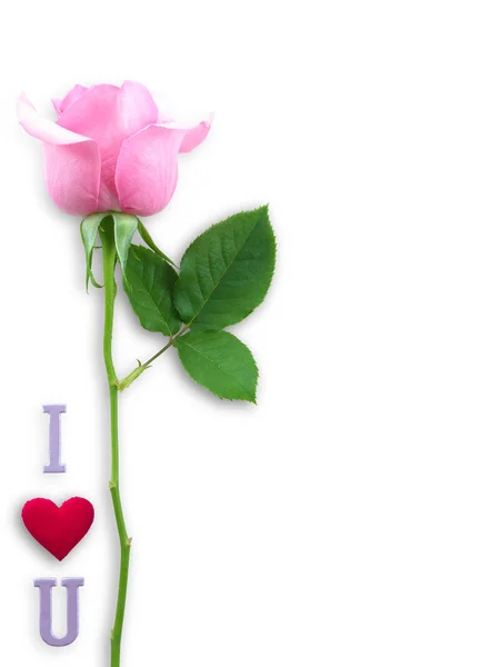 Pink rose with wording I love you for Valentines day isolated on — Stock Photo, Image