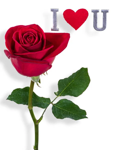 Rote Rose mit Aufschrift Ich liebe dich zum Valentinstag — Stockfoto