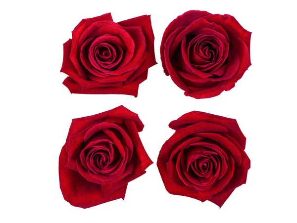Czerwona róża iodizolowana na białym tle ze ścieżką przycinającą — Zdjęcie stockowe