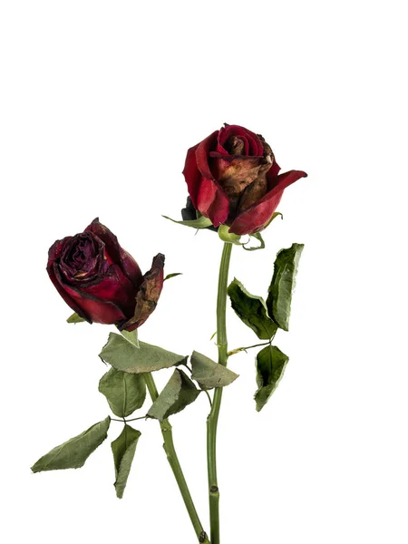 Rose appassite e secche isolate su fondo bianco con c — Foto Stock